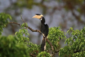 Sigiri Birds Hostel